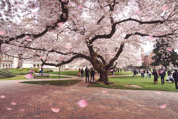 a magnificent photo of the cherry blossom tree at university of washington a magnificent photo of the cherry blossom tree at university of washington