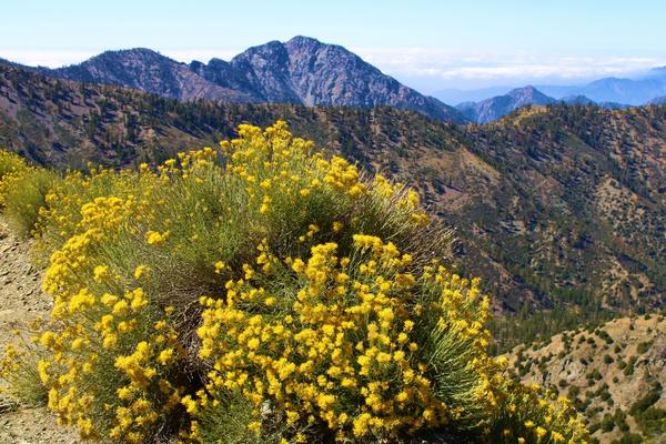 sage plant wildflower blossoms on a mountain ridge sage plant wildflower blossoms on a mountain ridge